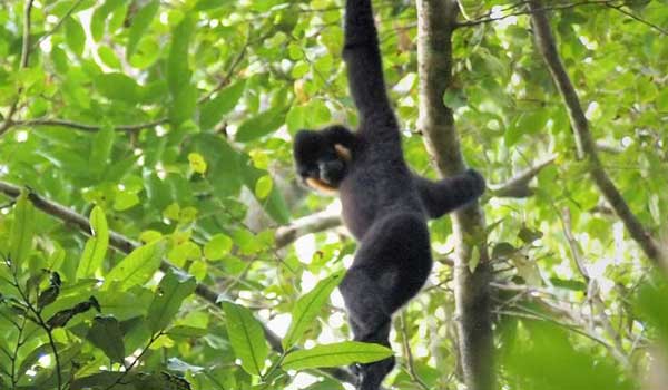 Male Gibbon at Jahoo Ecotourism Camp