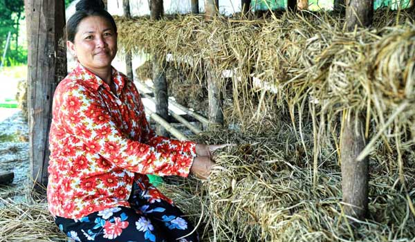 Cambodian woman cultivating mushroom