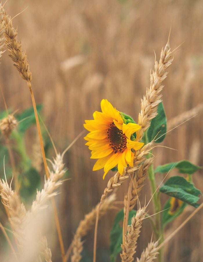 Sunflower in field of wheat