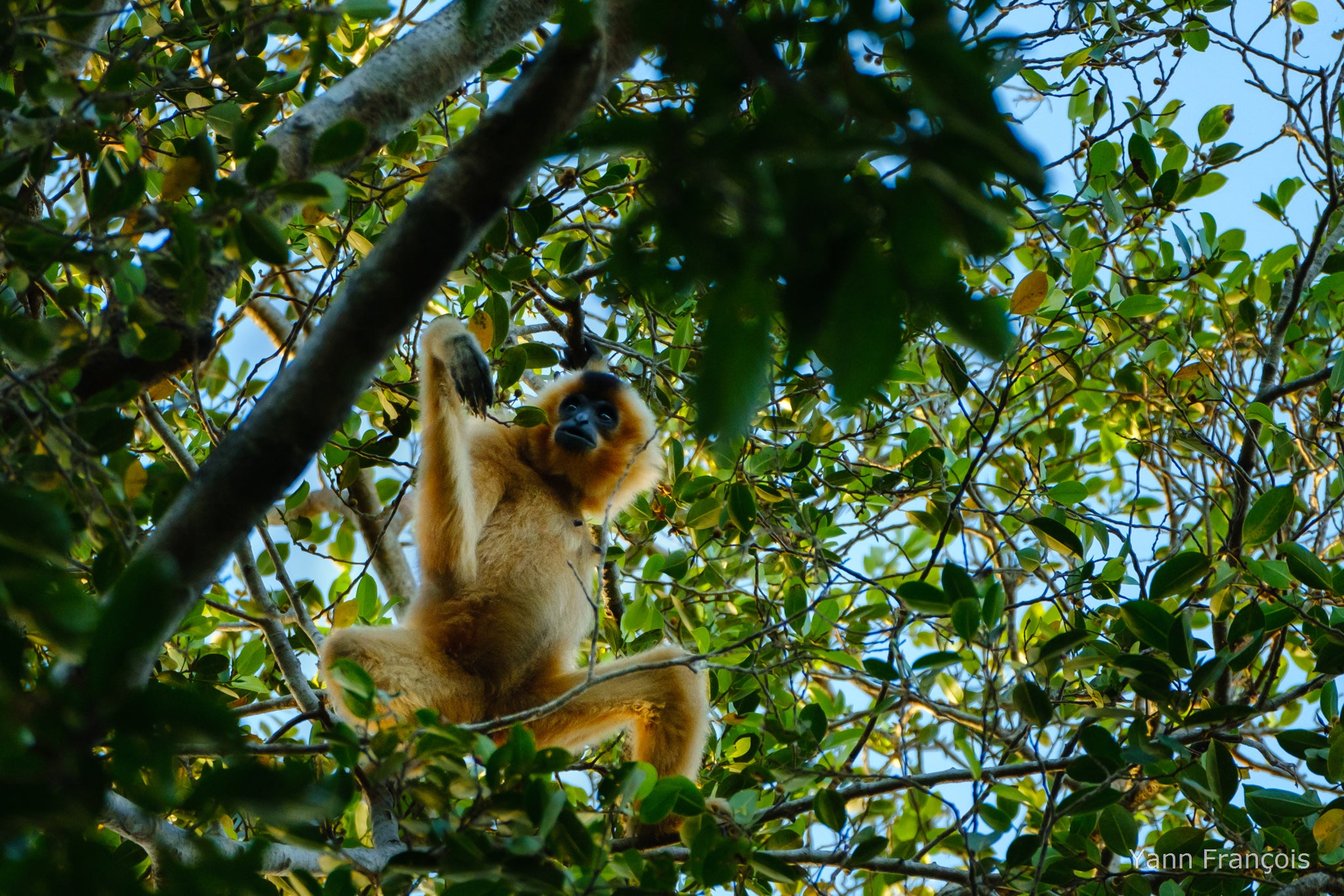 Gibbon in a tree